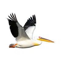 Pelican | Flying Birds Names