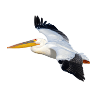 Pelican | Water Birds Names