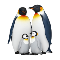 Penguin | Water Birds Names