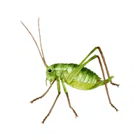 Phantom | Water Insects Names