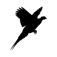 Pheasant | Flying Birds Names