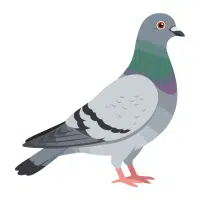 Pigeon | Pet Birds Names