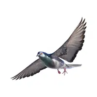 Pigeon | Flying Birds Names