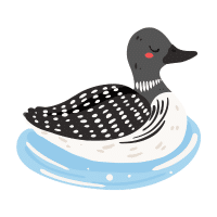 Pintail | Water Birds Names
