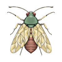 Planthopper | Garden Insects Names