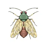 Planthopper | Small Insects Names