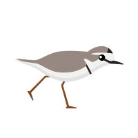 Plover | Water Birds Names