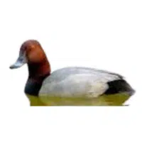 Pochard | Water Birds Names