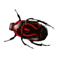 Pondbug | Water Insects Names