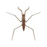 Pondfly | Water Insects Names