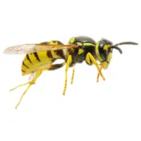 PotterWasp