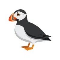 Puffin | Flying Birds Names
