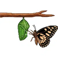 Pupa | Desert Insects Names