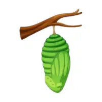 Pupa | Water Insects Names
