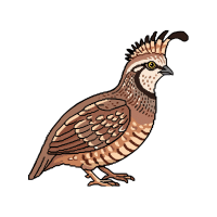 Quail | Flightless Birds Names