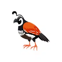 Quail | Flying Birds Names