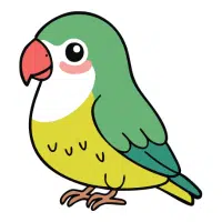 Quaker | Pet Birds Names