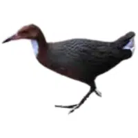 Rail | Flightless Birds Names