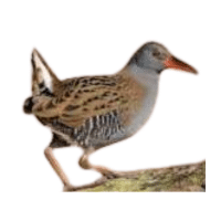 Rail | Water Birds Names