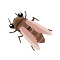 Riffle | Water Insects Names