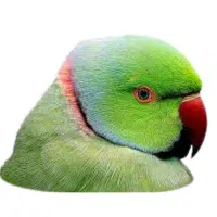 Ringneck | Pet Birds Names