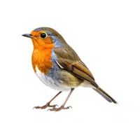 Robin | Flying Birds Names