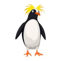 Rockhopper | Flightless Birds Names