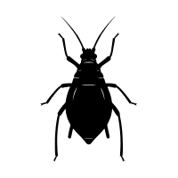 Root aphid | Garden Insects Names