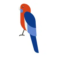Rosella | Pet Birds Names