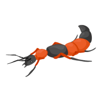 Rove beetle | Garden Insects Names
