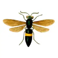 SandWasp