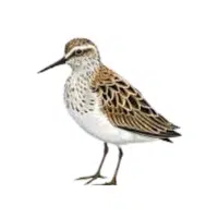 Sandpiper | Flying Birds Names