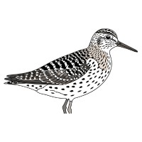 Sandpiper | Water Birds Names