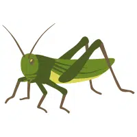 Sandroach | Desert Insects Names