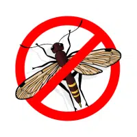 Sawfly | Small Insects Names