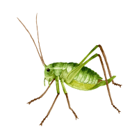 Scale | Garden Insects Names