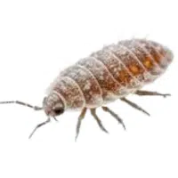 Scale | Small Insects Names