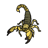 Scorpion | Large Insects Names