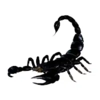 Scorpion | Water Insects Names