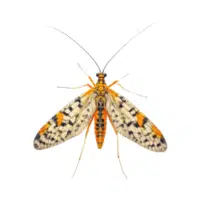 Scorpionfly