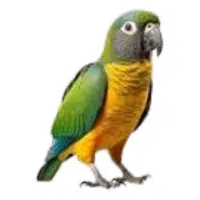 Senegal | Pet Birds Names
