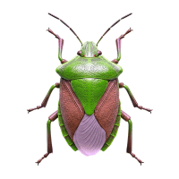 Shield bug | Garden Insects Names