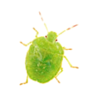 Shield | Large Insects Names