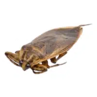 Shorebug | Water Insects Names