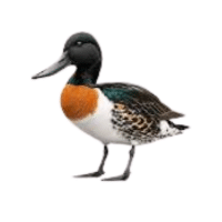 Shoveler | Water Birds Names