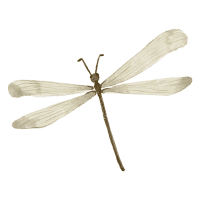 Silk | Large Insects Names