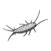 Silverfish | Small Insects Names