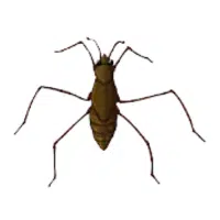Skater | Water Insects Names