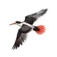 Skimmer | Water Birds Names