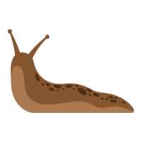 Slug | Garden Insects Names